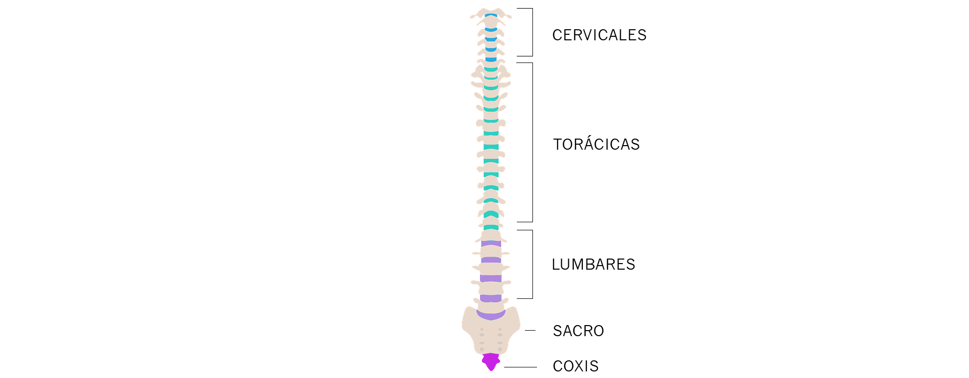 partes columna vertebral